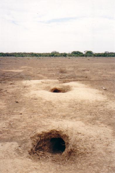 Wombat hole.  Note lack of wombats.