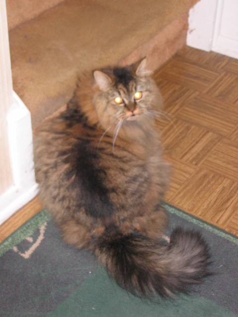 2006_1121GracieFluffy.JPG