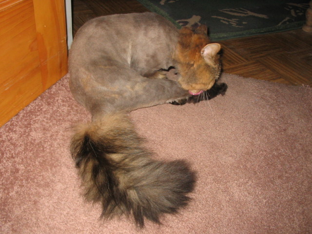 2006_1121NowSheCanActuallyCleanHerself.JPG