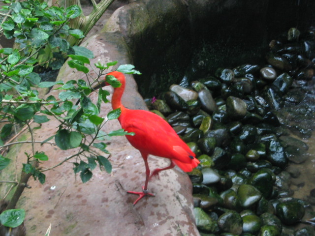 2006_0819BrightBird.JPG