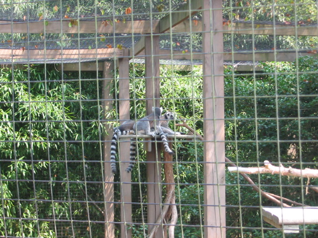 2006_0819Lemurs.JPG
