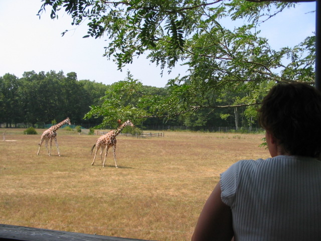 2006_0819MommyAndTheGiraffes.JPG