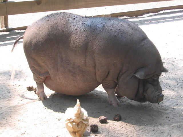 2006_0819OrvilleTheBIGPig.JPG