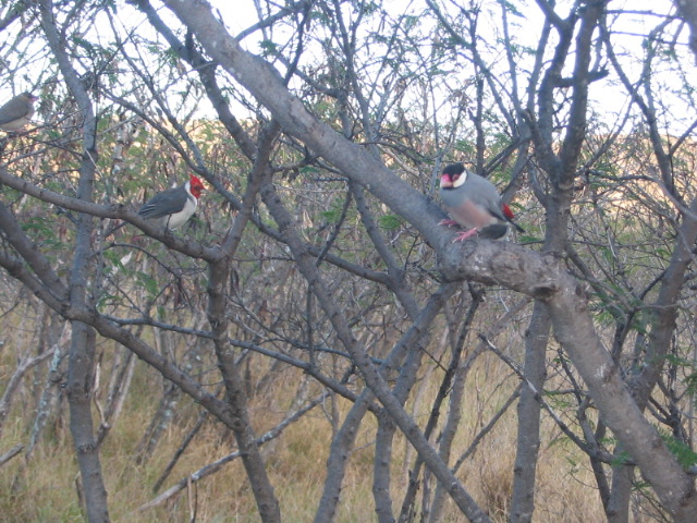 2006_0115_FunkyBirds