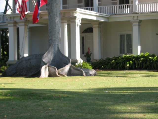 2006_0115_FunkyRoots