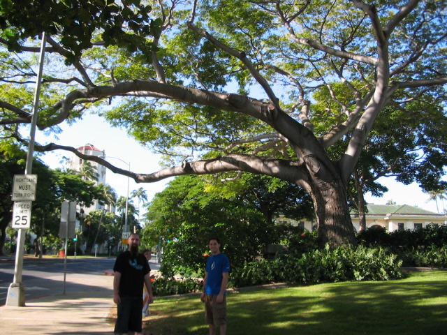 2006_0115_ReallyBigBranches