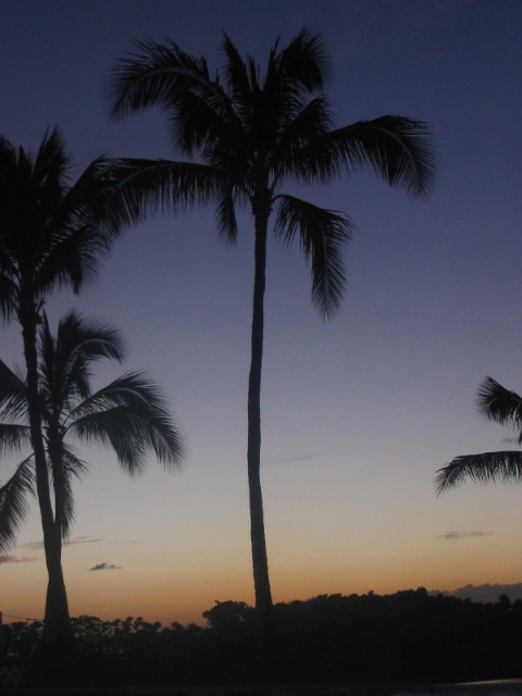 2006_0116_PrettyPalms