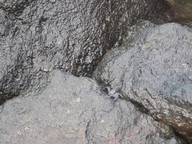 2006_0118_CrabsOnTheJetty