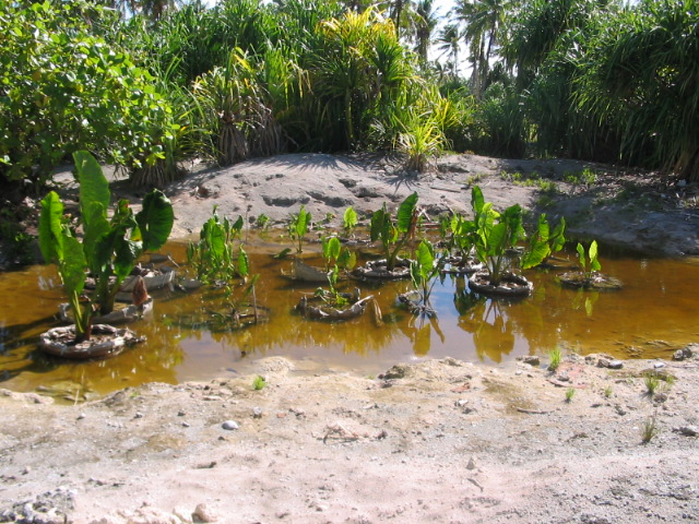 2006_0122_PlantGrowth