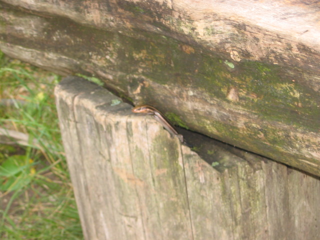 2007_0728SneakySkank