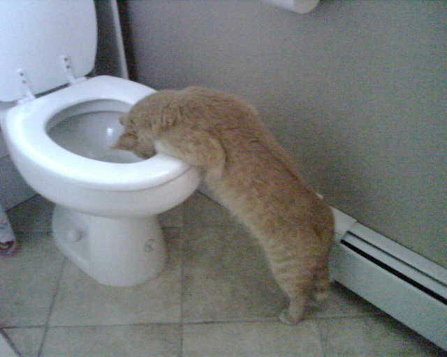 2007_0828HungOverAni