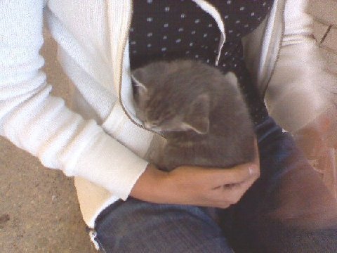 2008_0910little kitty.jpeg