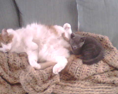 2008_1014StettoPoopingKhensu