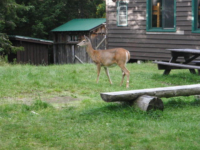 2009_0915DeerAtJohnsBrookRangerLodge2.JPG