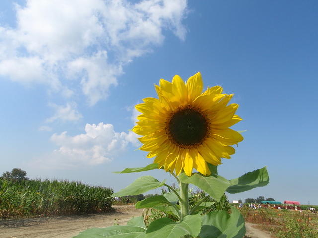 2009_1004SunFlower.JPG