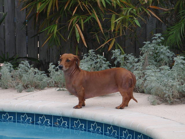 2009_1123Weenie1.JPG
