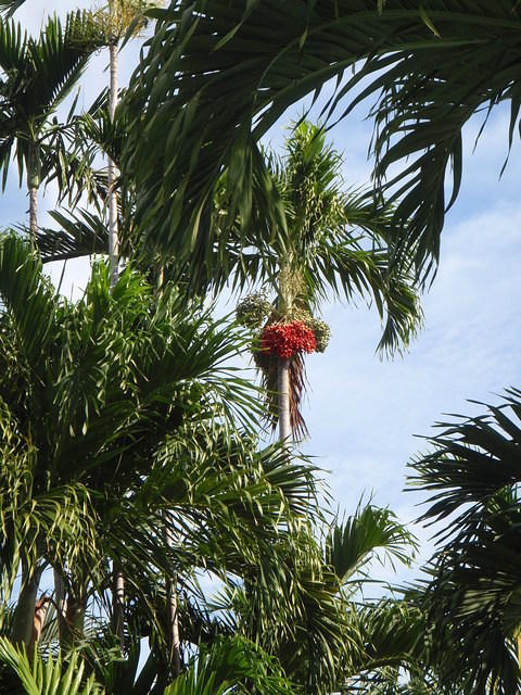 2009_1124PalmTreesWithBerries.JPG
