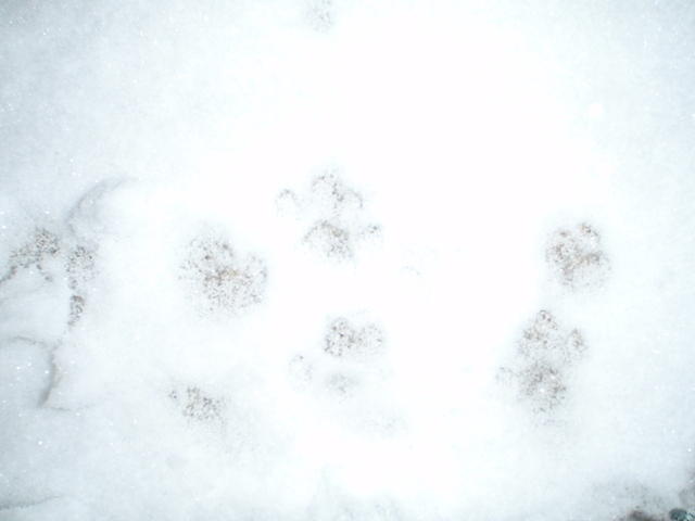 2009_0301PussyCatFeetInSnow.jpg