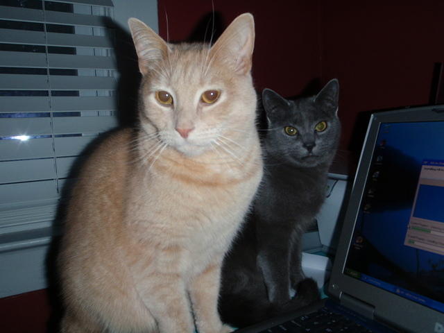 2009_0314MyHomeworkStalkers.JPG