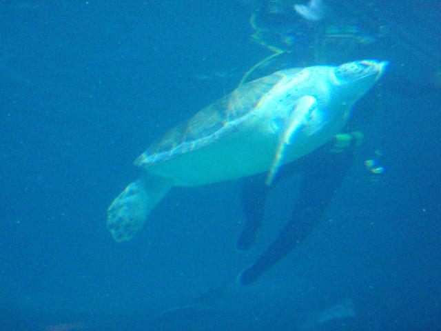 2009_0708GrouchyOldTurtle.JPG