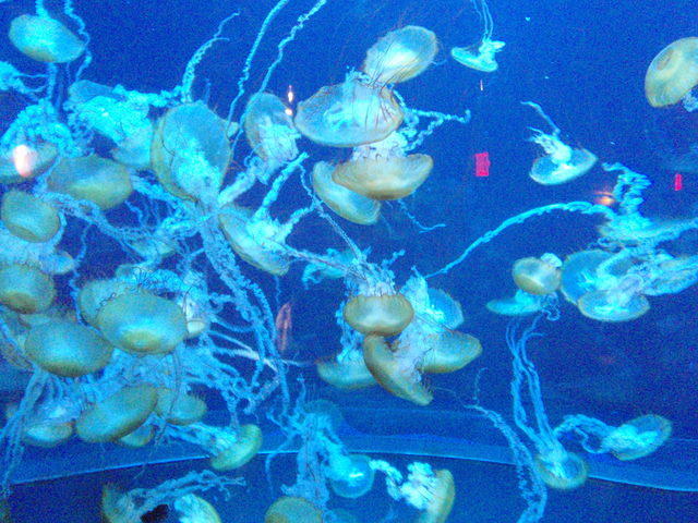 2009_0708JellyFish.JPG