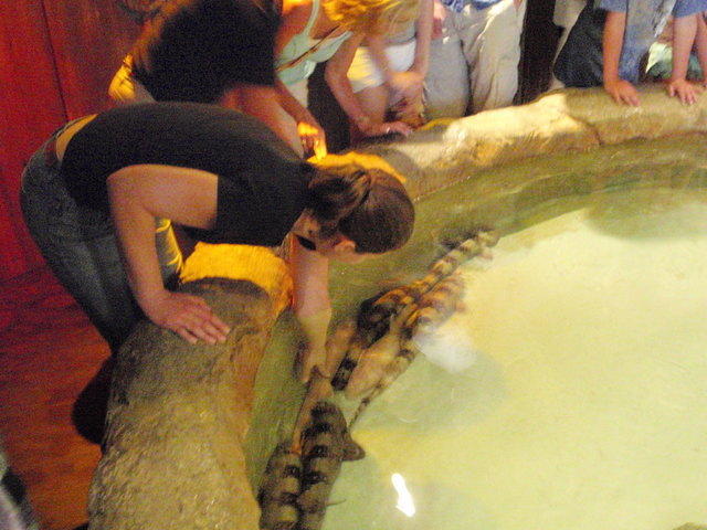 2009_0708PettingSharks.JPG