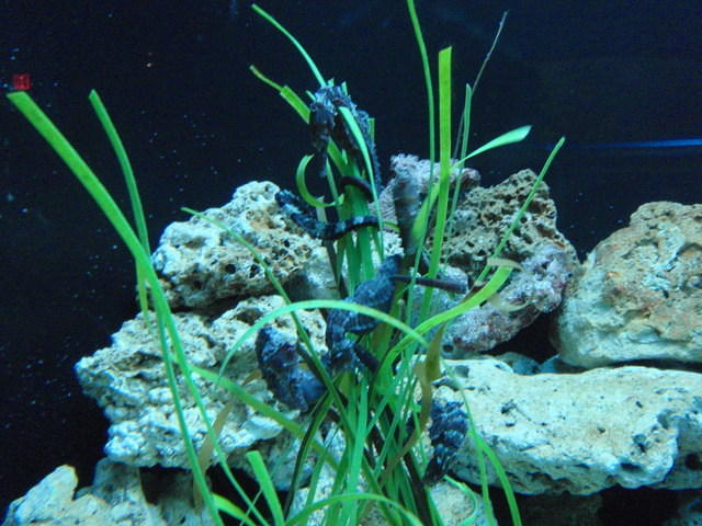 2009_0708Seahorses.JPG