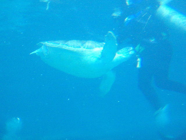 2009_0708TurtleBitingDiver.JPG
