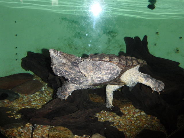 2009_0108CoolTurtle.JPG