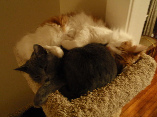 2009_0115SnuggleBuddies.jpg
