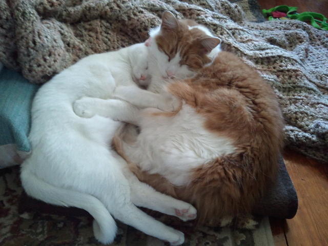 2010-11-14 StettoAndHathor.jpg