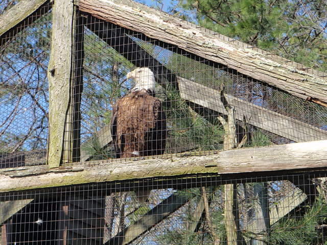 2010_0321Eagle.JPG