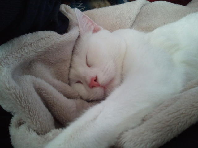 2010-12-03 HathorSnoozing.jpg