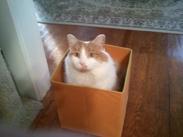 2010-12-05 StettoInABox.jpg