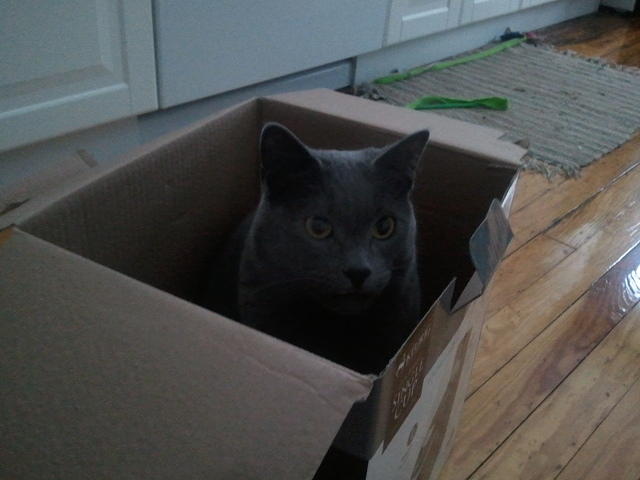 2010-12-26 KhensuInABox.jpg