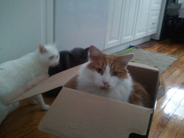 2010-12-26 StettoInABox.jpg