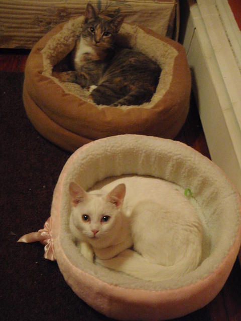 2010_0206TheNewKitties.JPG