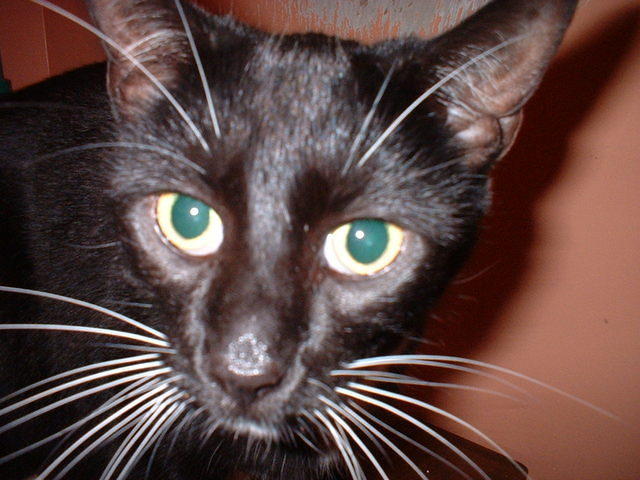 2003 1123ExtremeCloseupOfTiddles