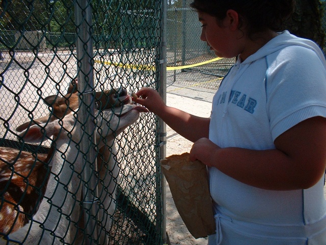 2003 0625BrielleFeedingADeer