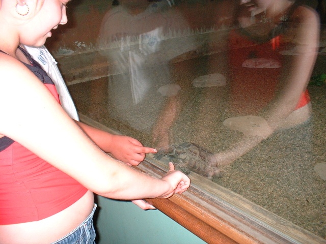 2003 0625CrazyTurtle