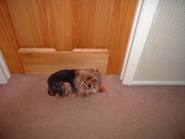 2003 0630SmoufTheGuardDog