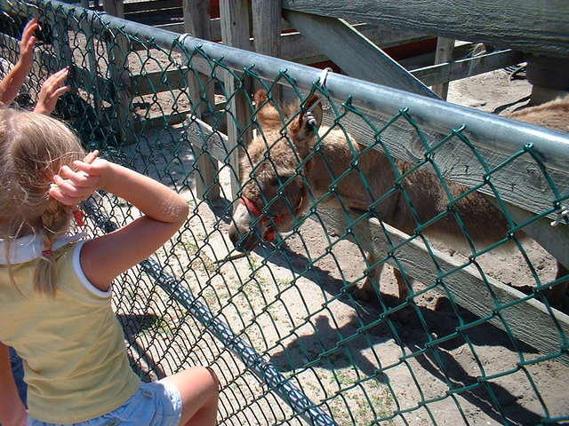 2002_0608KellyFeedingDonkey