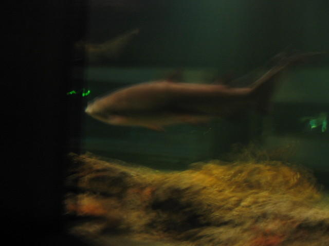 2004 1007 BlurryShark