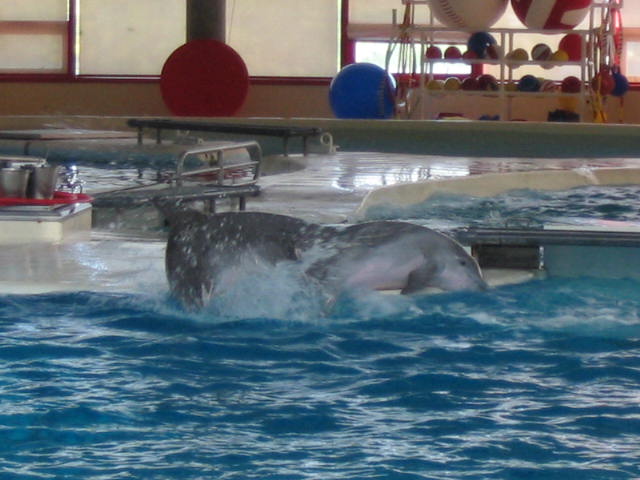 2004 1007 DolphinsPlaying