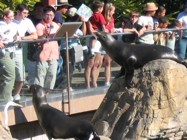 2004 1119 BunchOfNoisyPigs