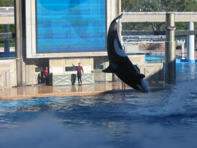 2004 1119 InvertedWhale