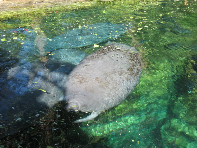 2004 1119 SeaCow