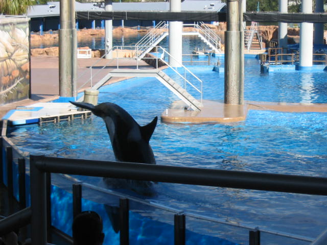 2004 1119 Shamu