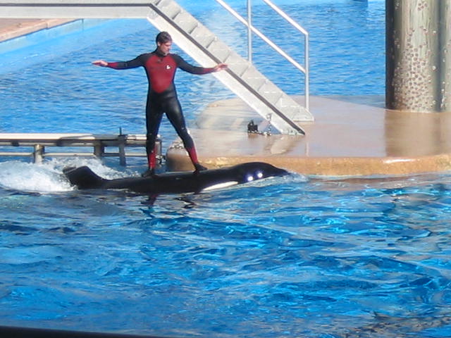 2004 1119 SurfingShamu