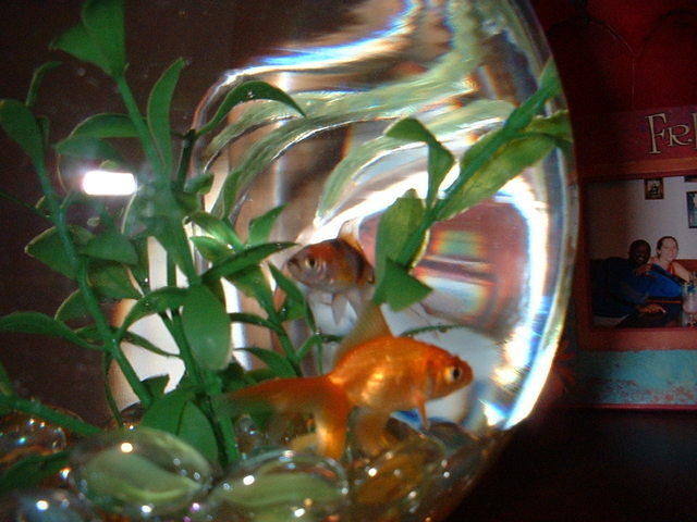 2004 0119OneFishTwoFish